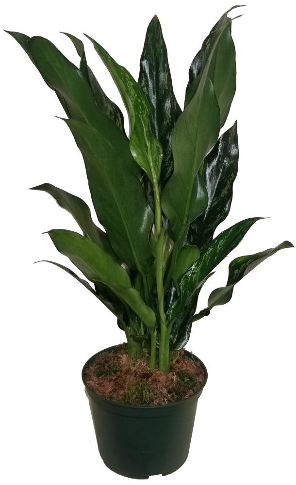  AGLMAR006 Green Chinese Evergreen House Plant in 6-in Pot