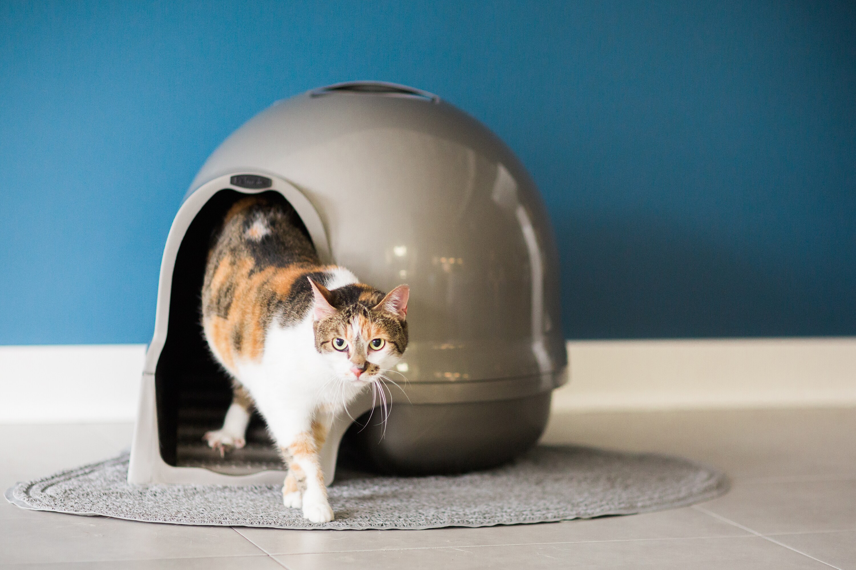 Petmate 50021 Cat-Litter-Box - View #4