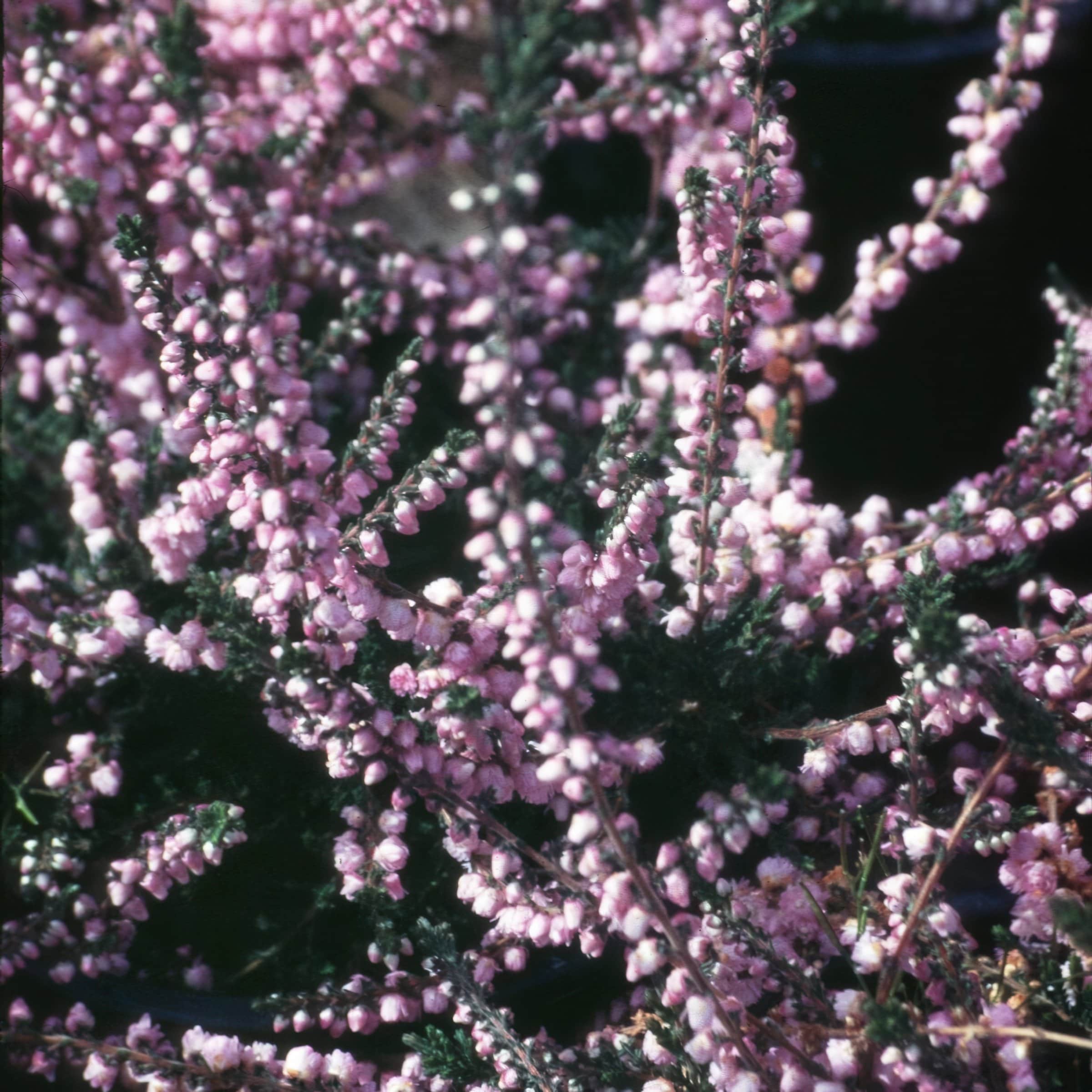 National Plant Network LW1871 perennials - View #5