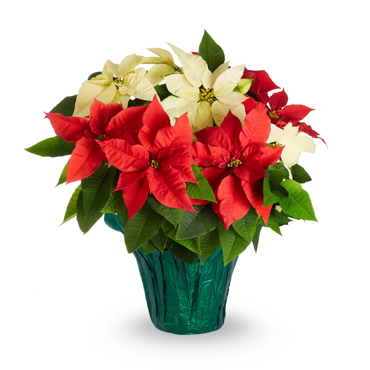Holiday Living 5340071 1.68 -Gallon Fresh Christmas Potted Poinsettia