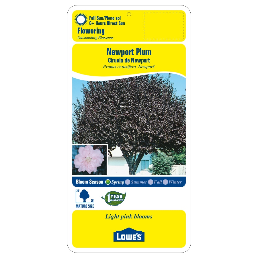 10.25-Gallon Pink Flowering Newport Plum In Pot (With Soil) at Lowes.com