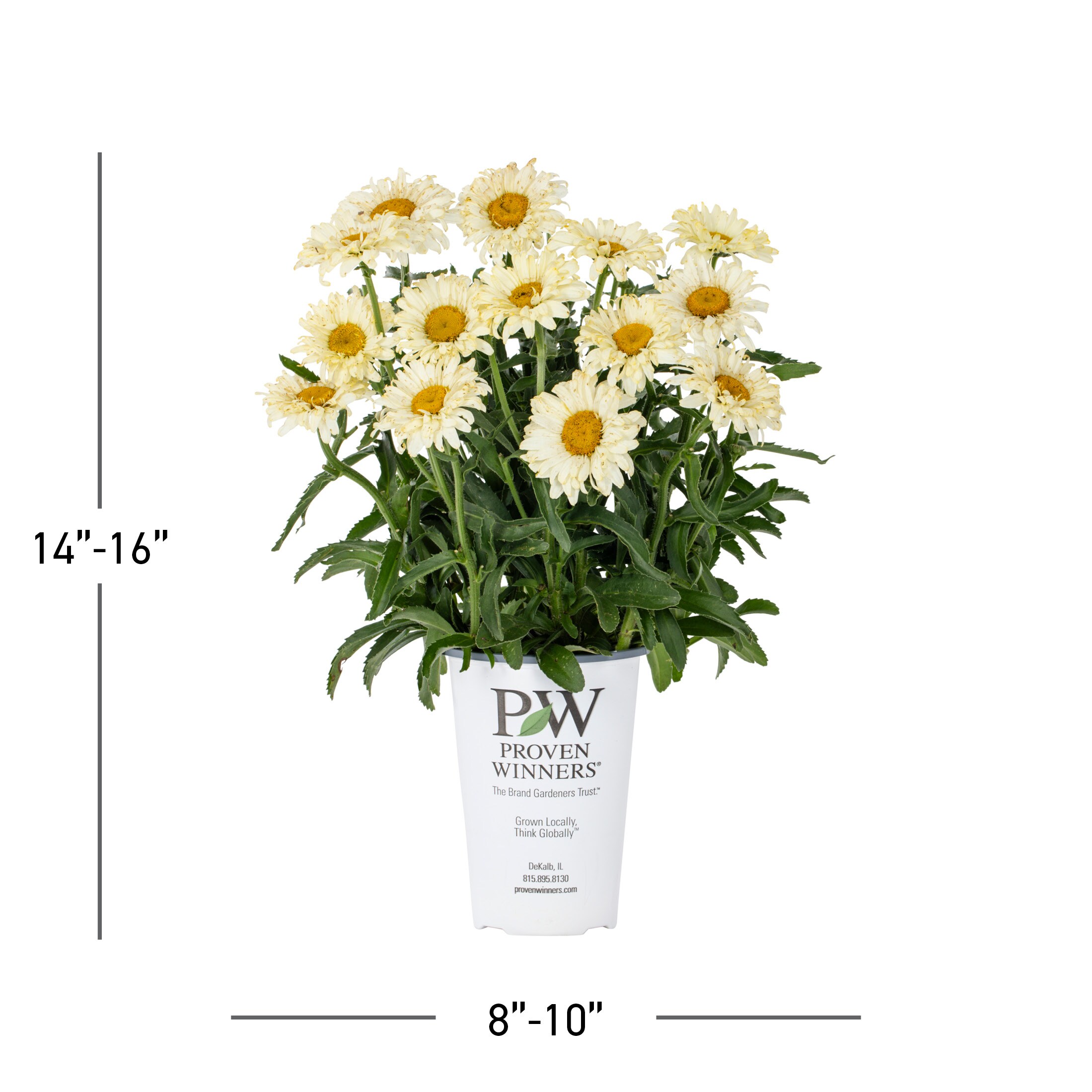 Proven Winners 4566 perennials - View #3