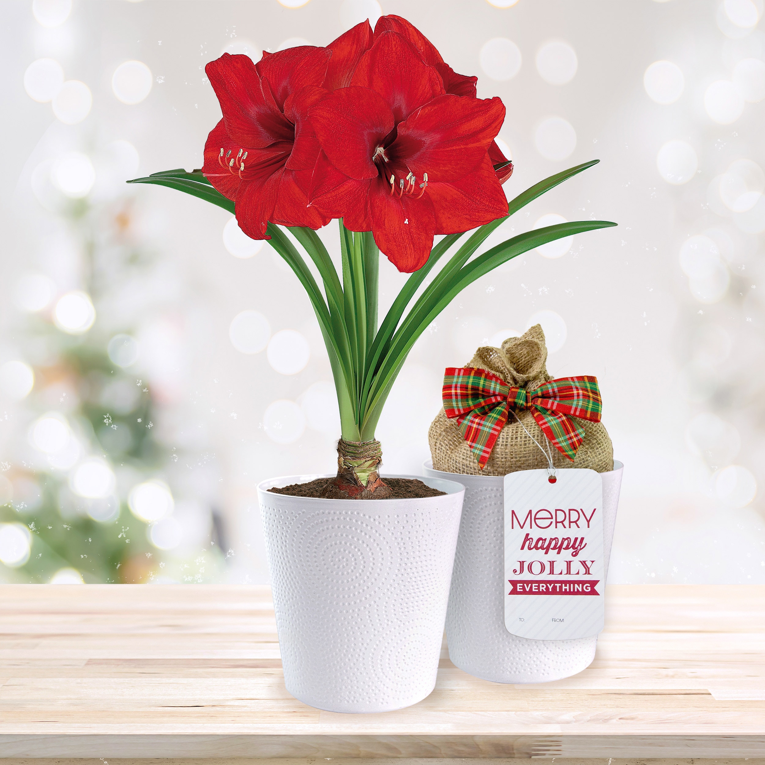 Garden State Bulb ECH-25-01-01 Red 26/28cm, Red Lion Amaryllis Bulbs 1 Count