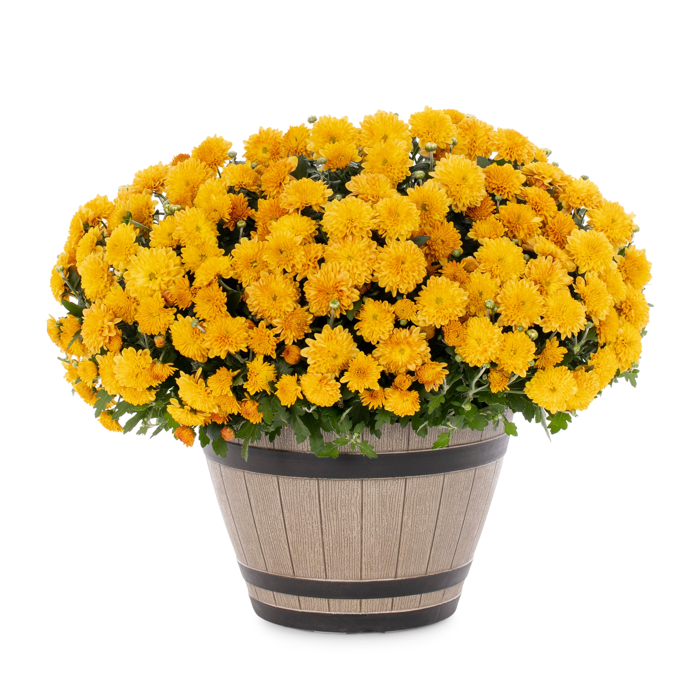 Lowe's NURSERY Orange Mum in 1.15 Gallon(s) Planter 1 -Pack