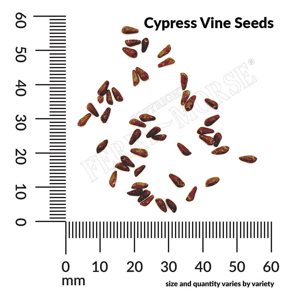 Ferry-Morse LC25.4134 seeds - View #4