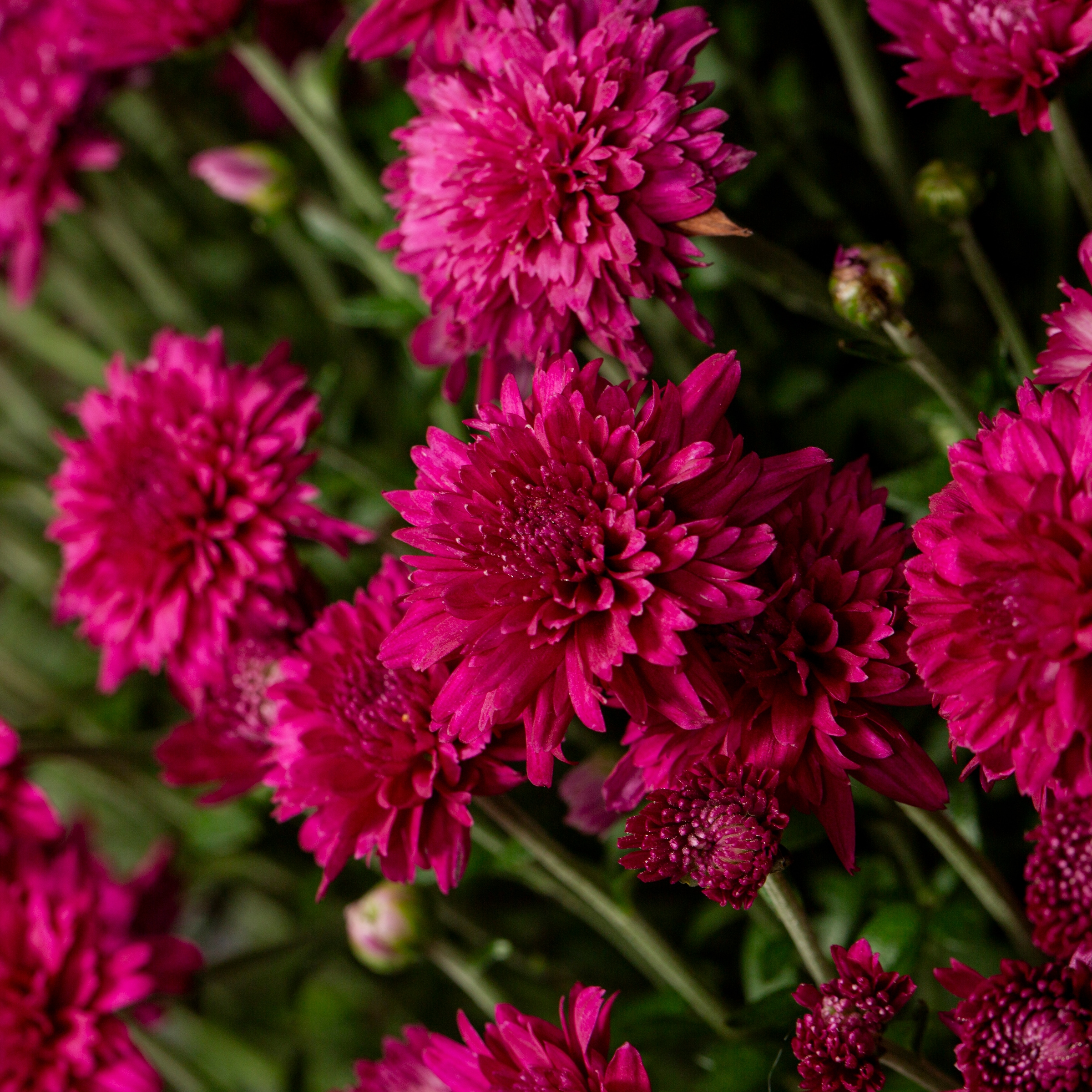 Lowe's NURSERY annuals - View #2