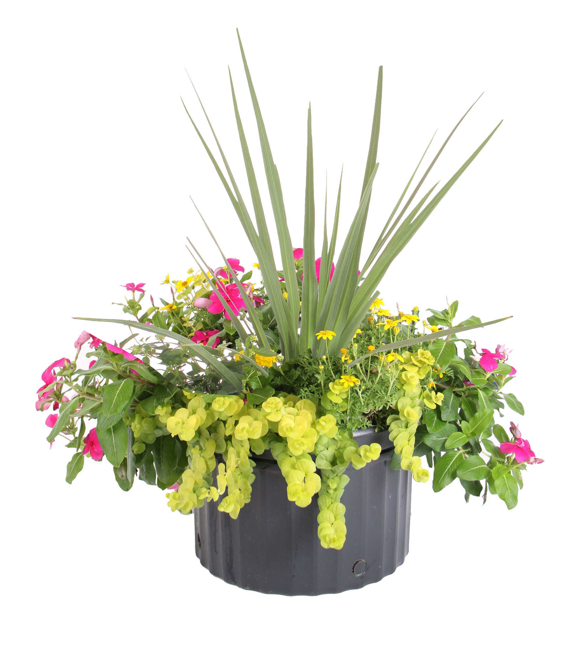 Ready Refill NURSERY Multicolor Mixed Annuals Combinations in 2.5-Gallon Pot