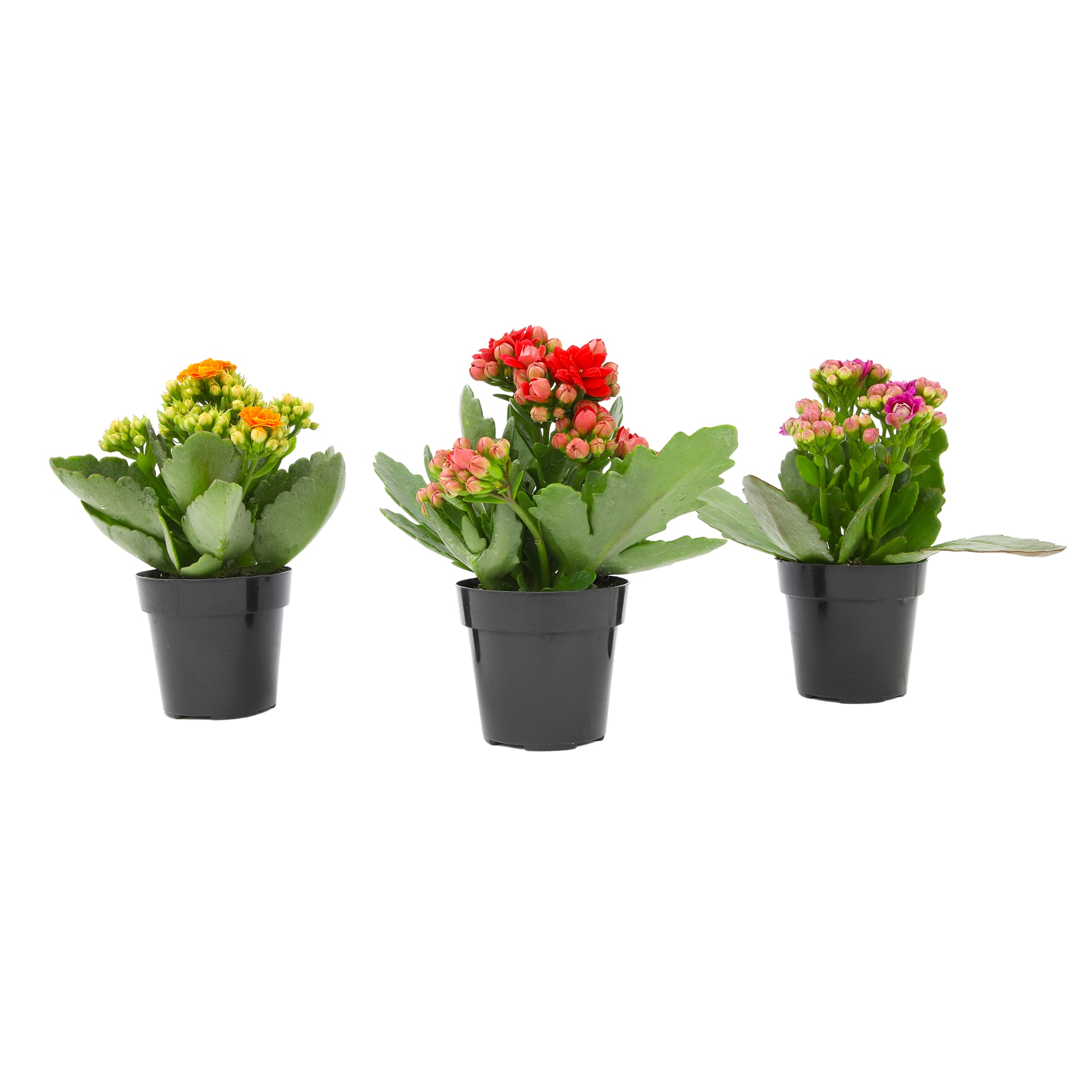 Altman Plants 0872856 Cacti-Succulents - View #7