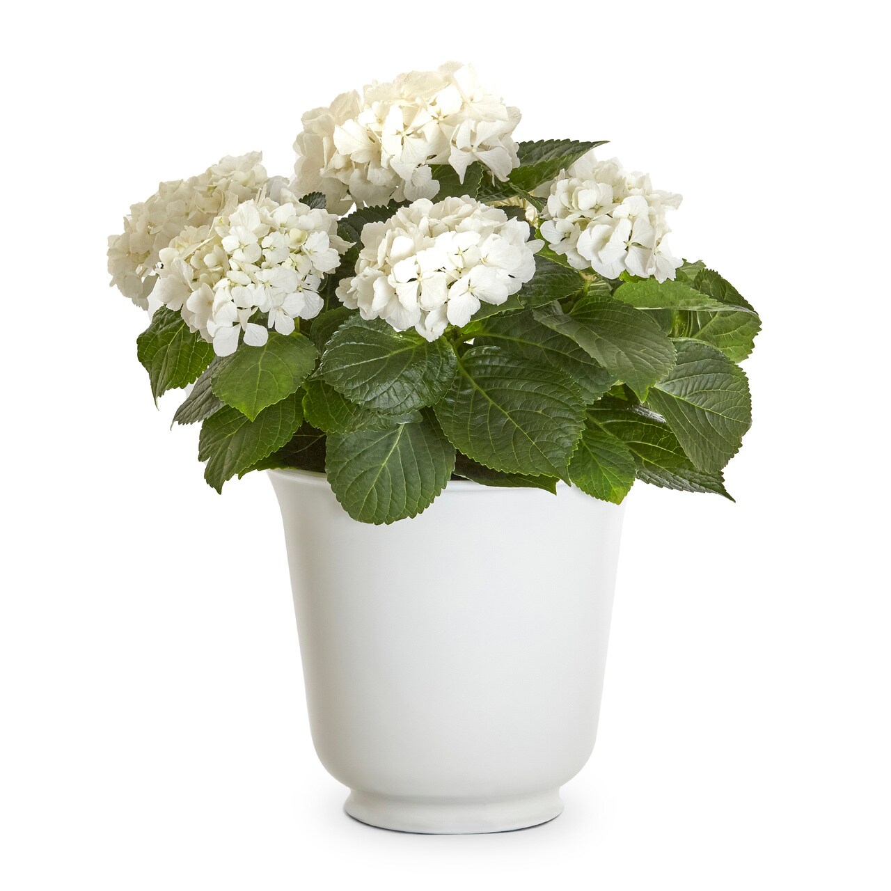 Metrolina Greenhouses White Hydrangea in  (s) Planter in the  Annuals department at 