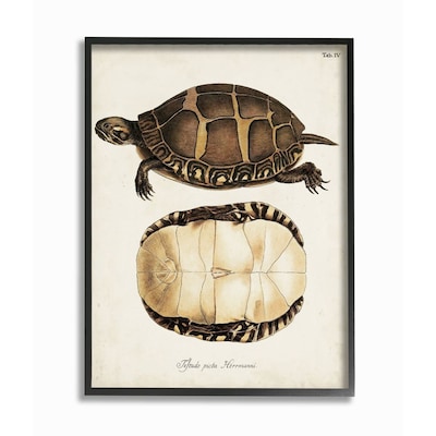 Painted turtle shell latin scientific animal study Wall Art at 