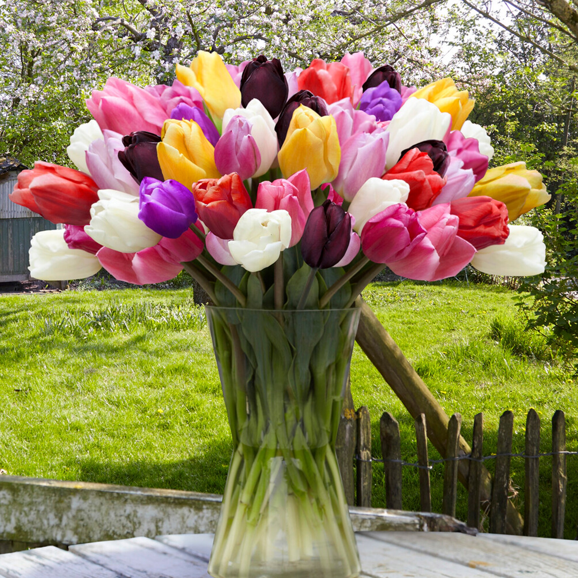 Garden State Bulb ECF-32-100-04 Plant-Bulbs - View #6
