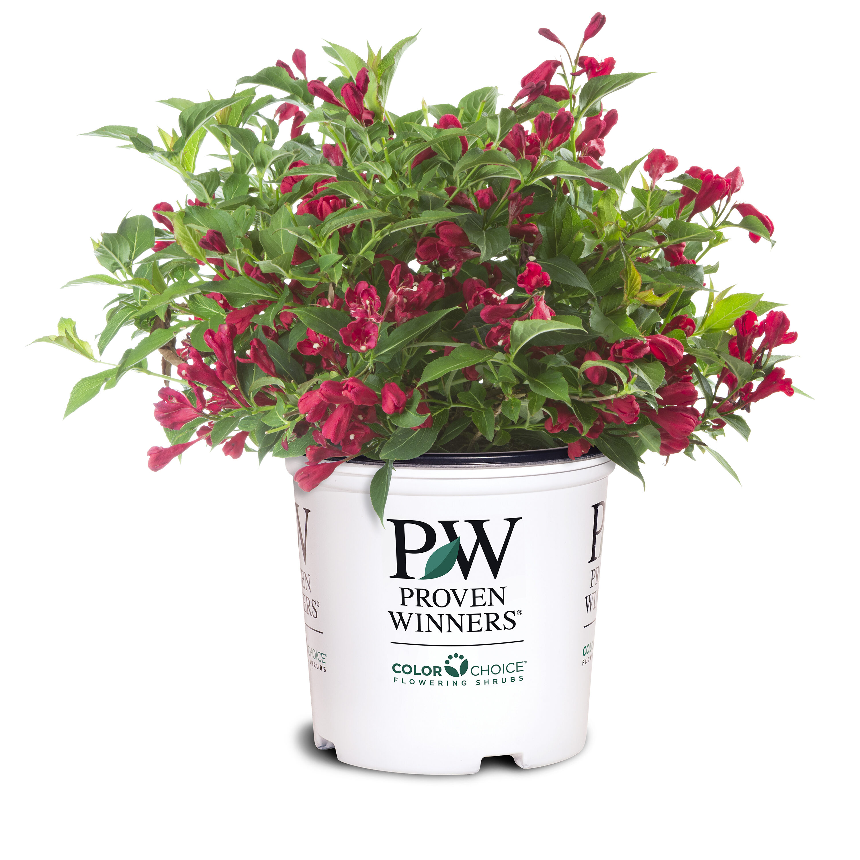 Proven Winners WEIPRC1066101 shrubs - View #2