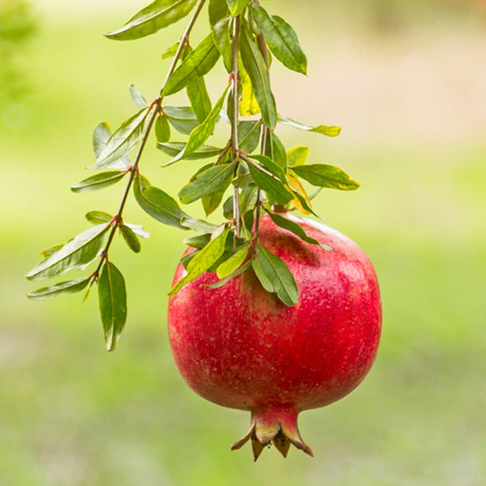 Online Orchards Royal Ann Cherry Tree - Prunus avium - Bare Root