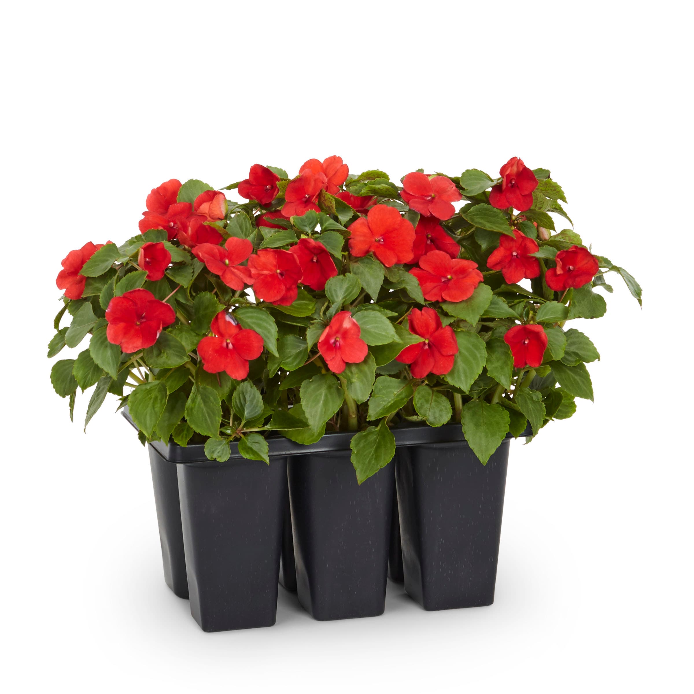 Lowe's Multicolor Impatiens in 1-Flat Tray in the Annuals department at  Lowes.com