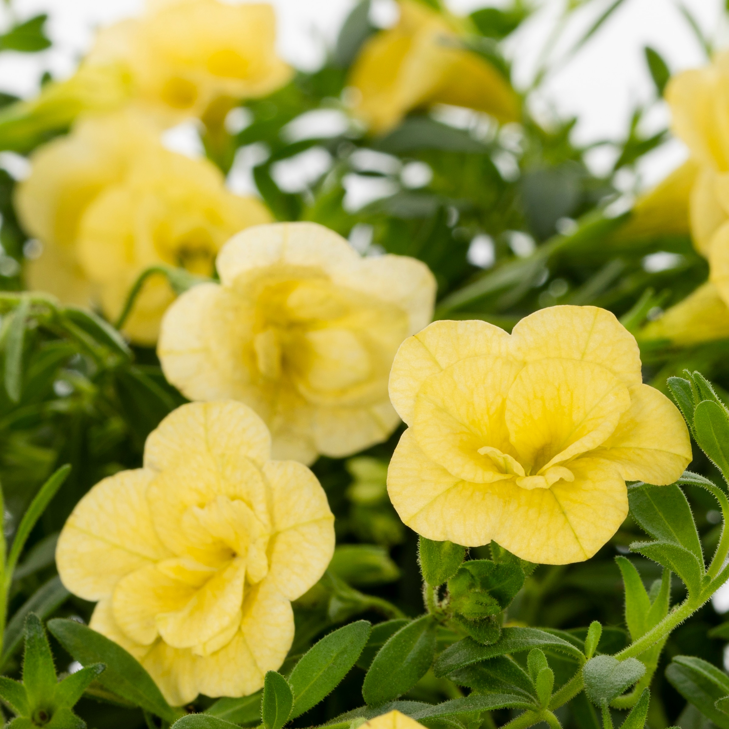 Lowe's NURSERY annuals - View #8