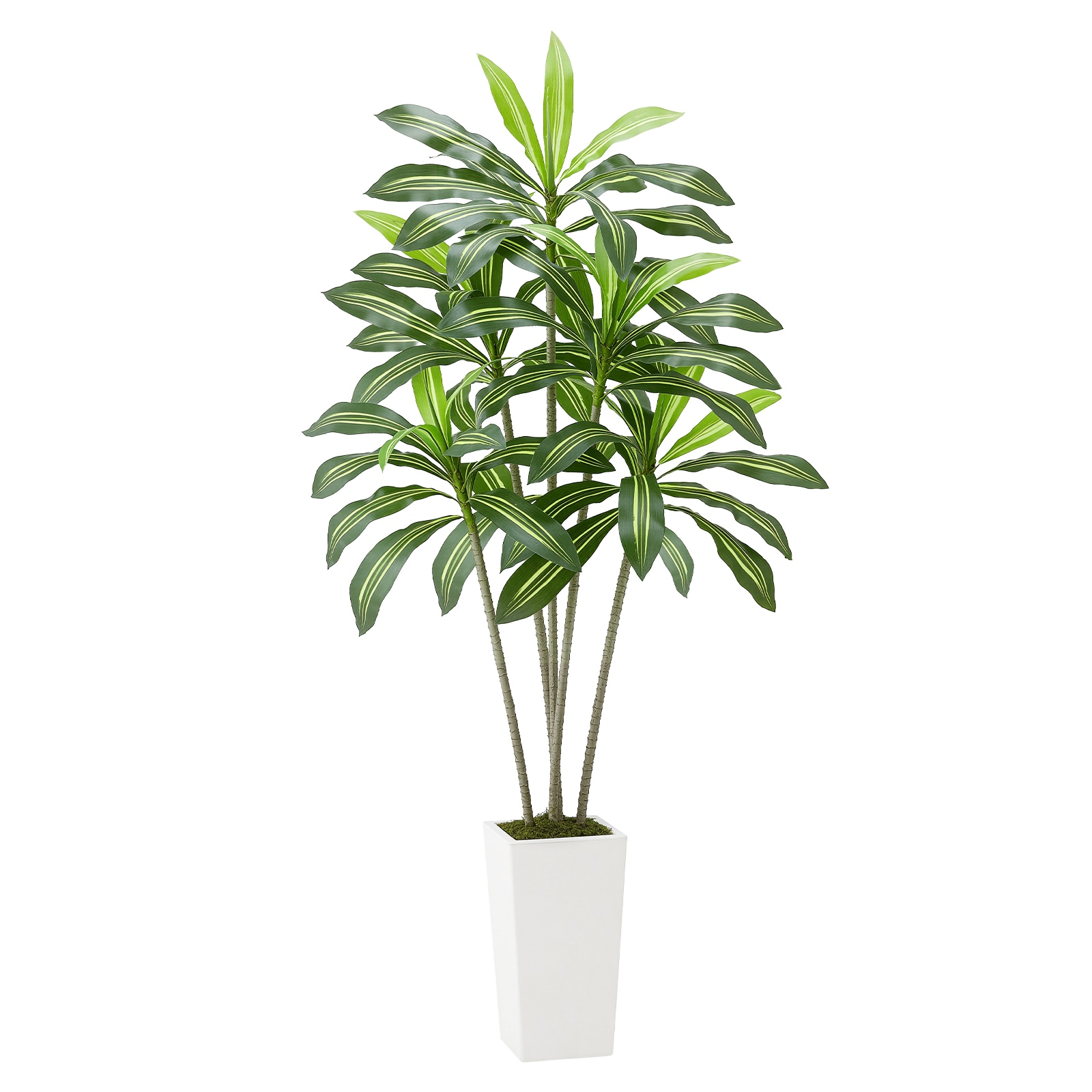african lily flower Blue African Lily  Vibrant Blue Flowers for Gardens and Containers