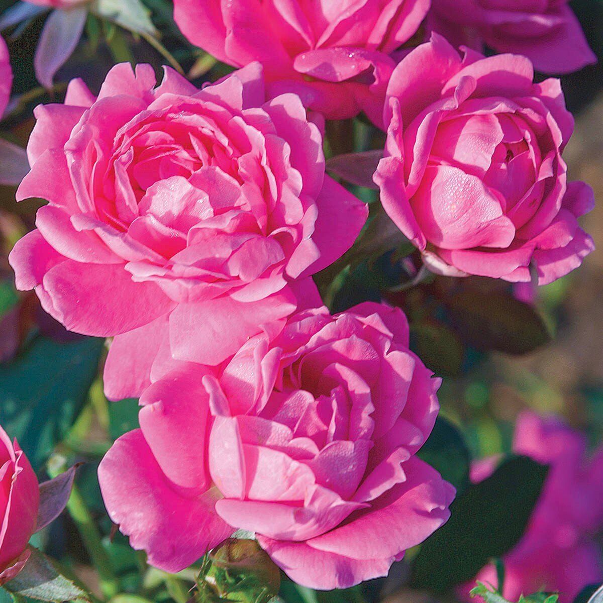 新入荷 Shrub Out Knock Pink Nurseries Hill Spring Rose in Pack 1 おもちゃ