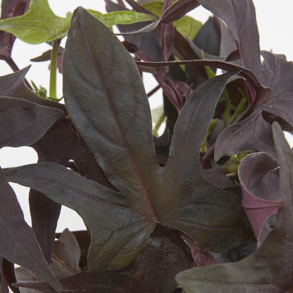 Monrovia Multicolor Sweet Potato Vine Pot in the Annuals department at ...