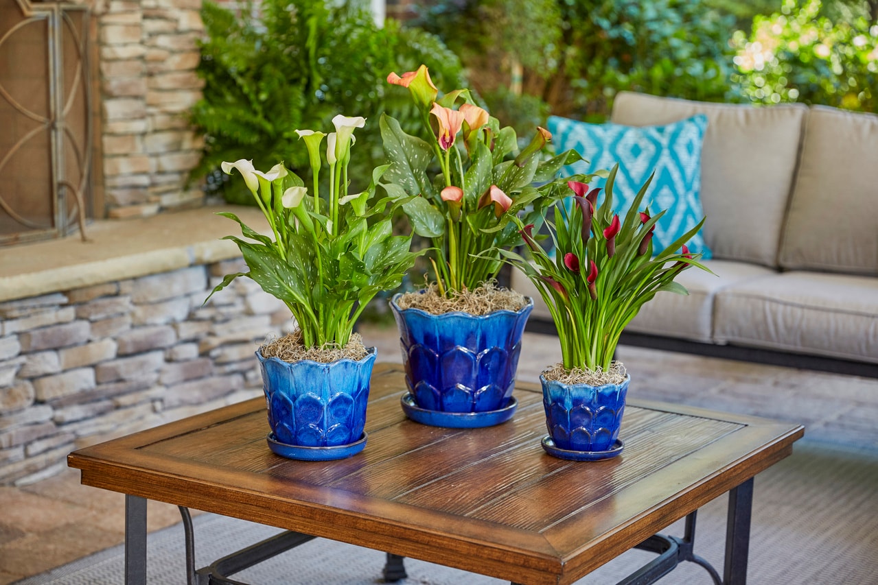 Monrovia 5108 perennials - View #3
