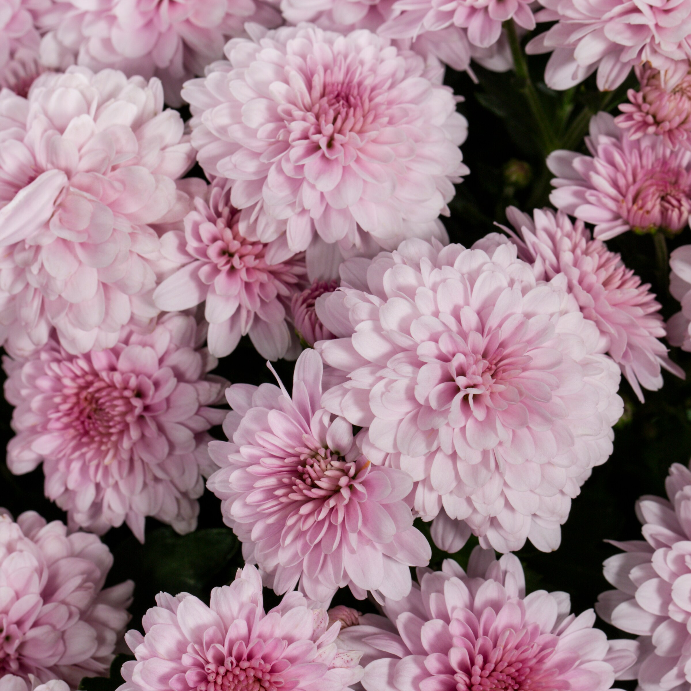 Monrovia 760037 annuals - View #2