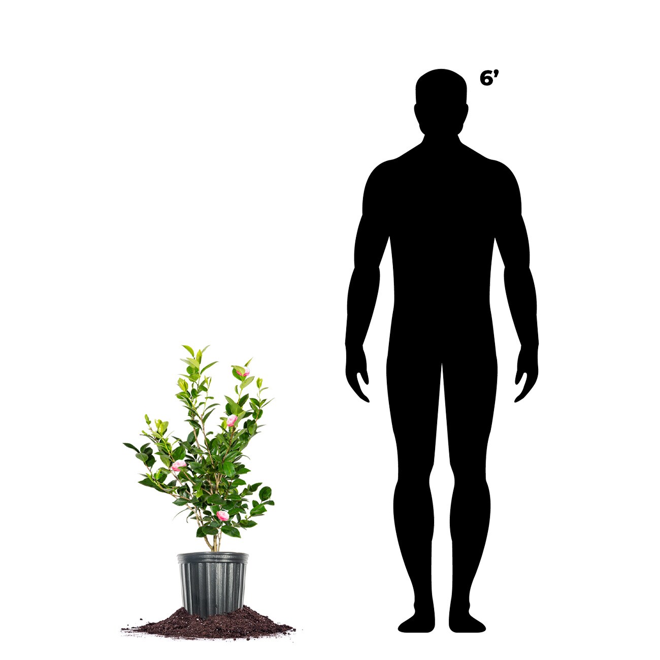 Perfect Plants LOPNKPRFCTNCAMELIA3G shrubs - View #4