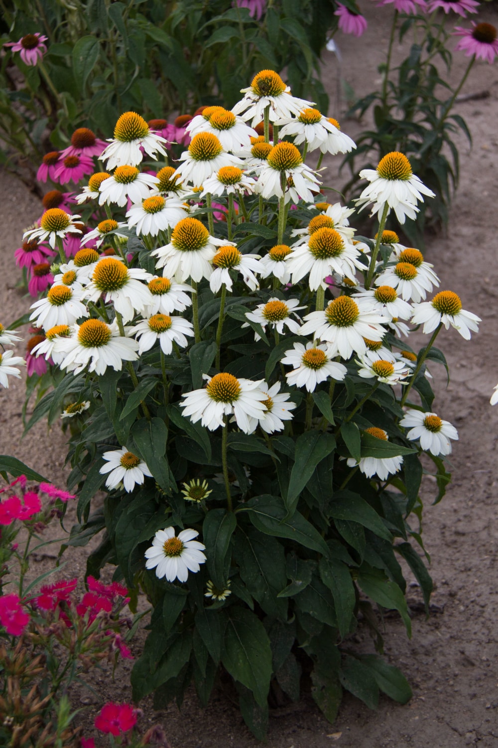 Breck's 89488 perennials - View #2