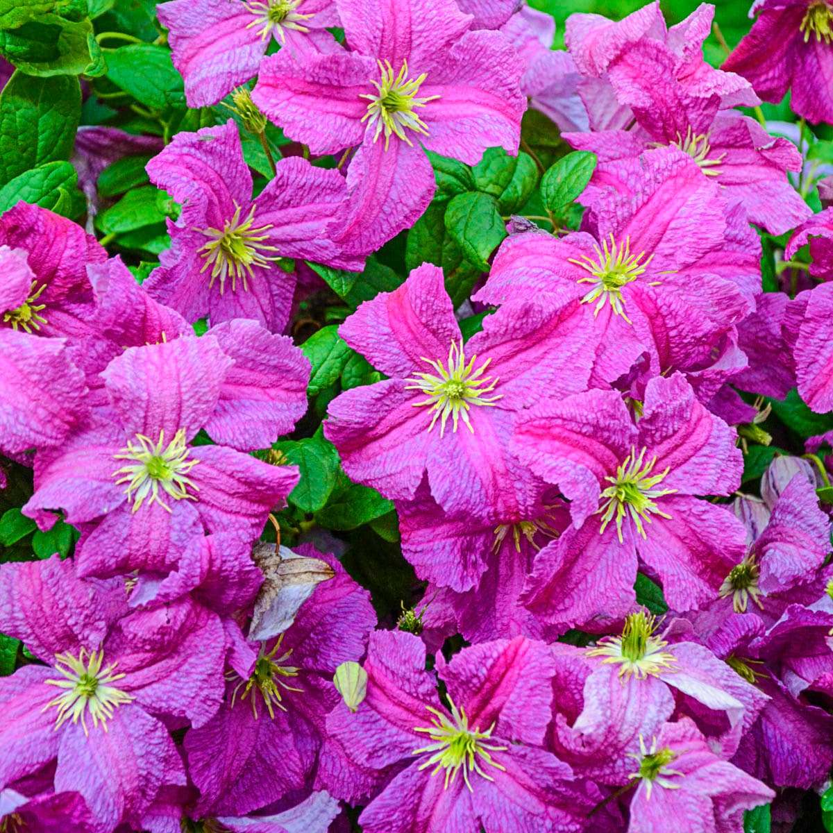 Spring Hill Nurseries Mazurek Pink Flowering Clematis Dormant Bare Root  Perennial Starter Vine (1-Pack) in the Perennials department at