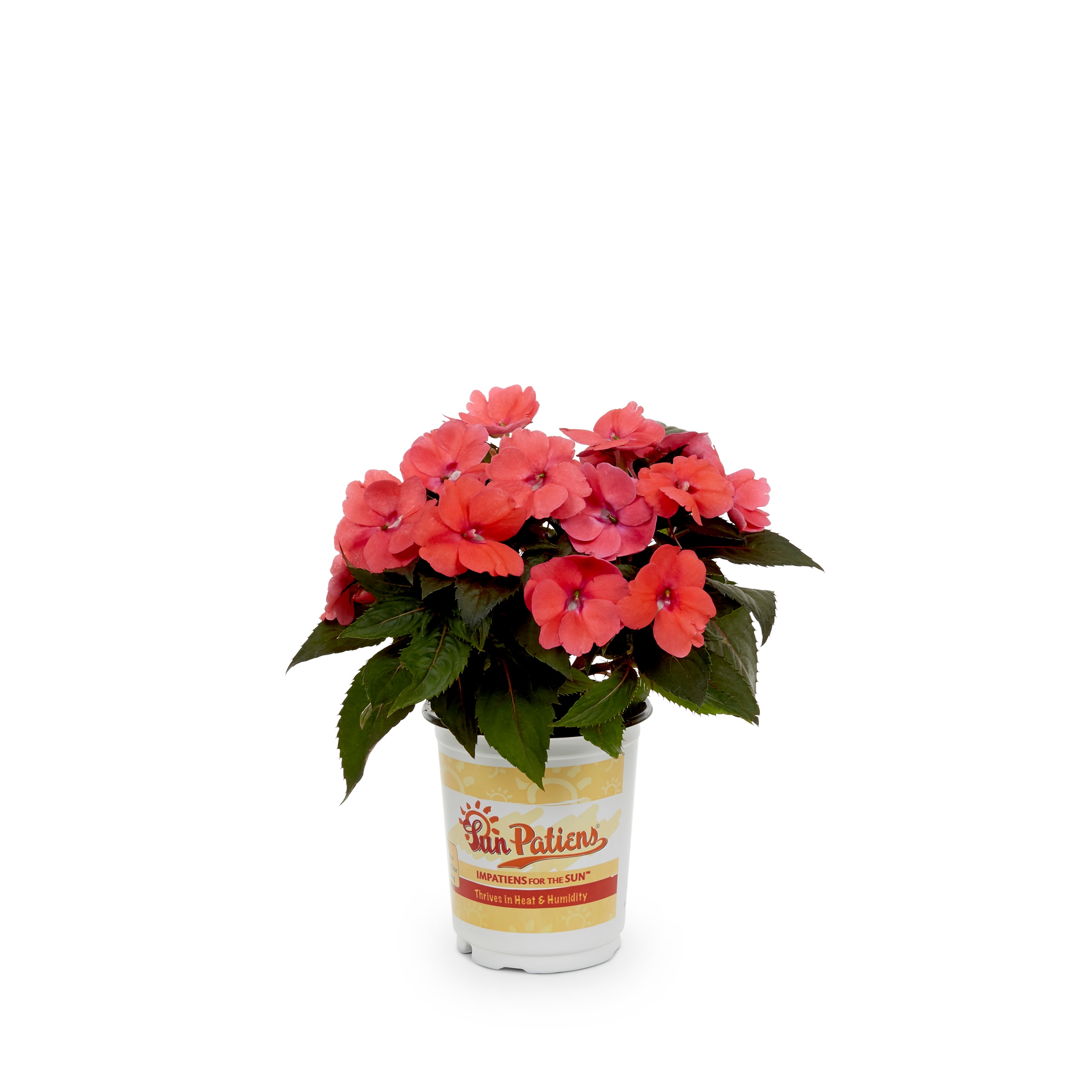 Lowe's 289881 annuals - View #14