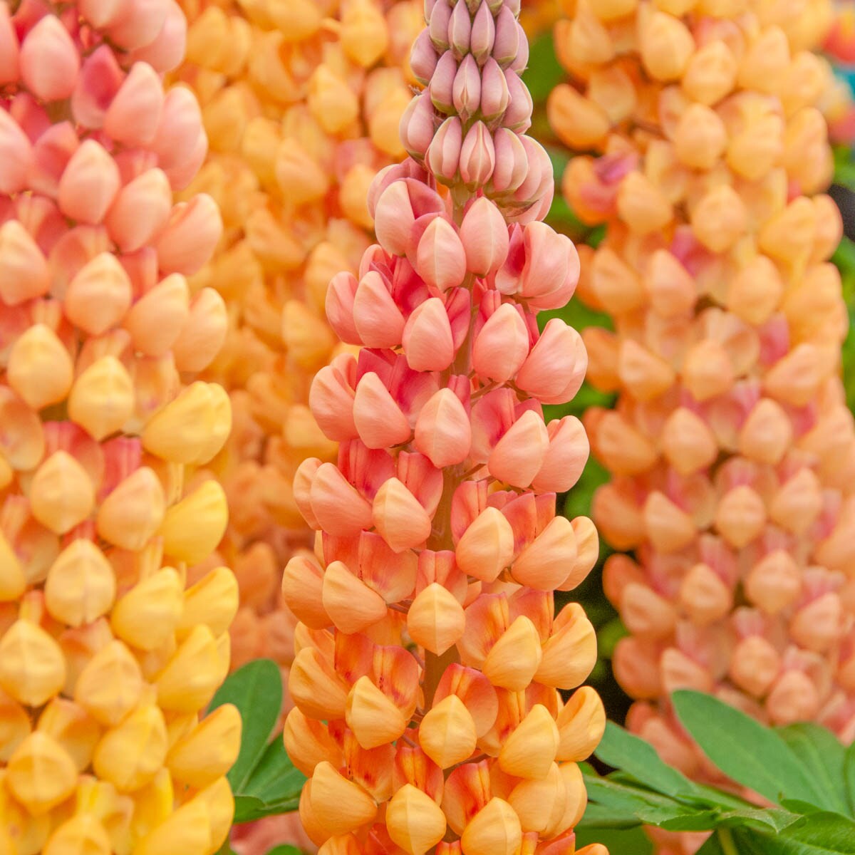 Spring Hill Nurseries 82093 Coral Salmon Star Lupine Perennial Plant in 1-Pack Bareroot