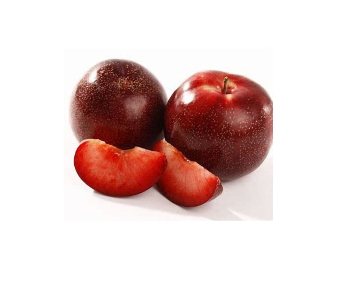 Southern Living PLUAPR05GSL 1 Count White Fruit Plum Apricot In pot (with soil)