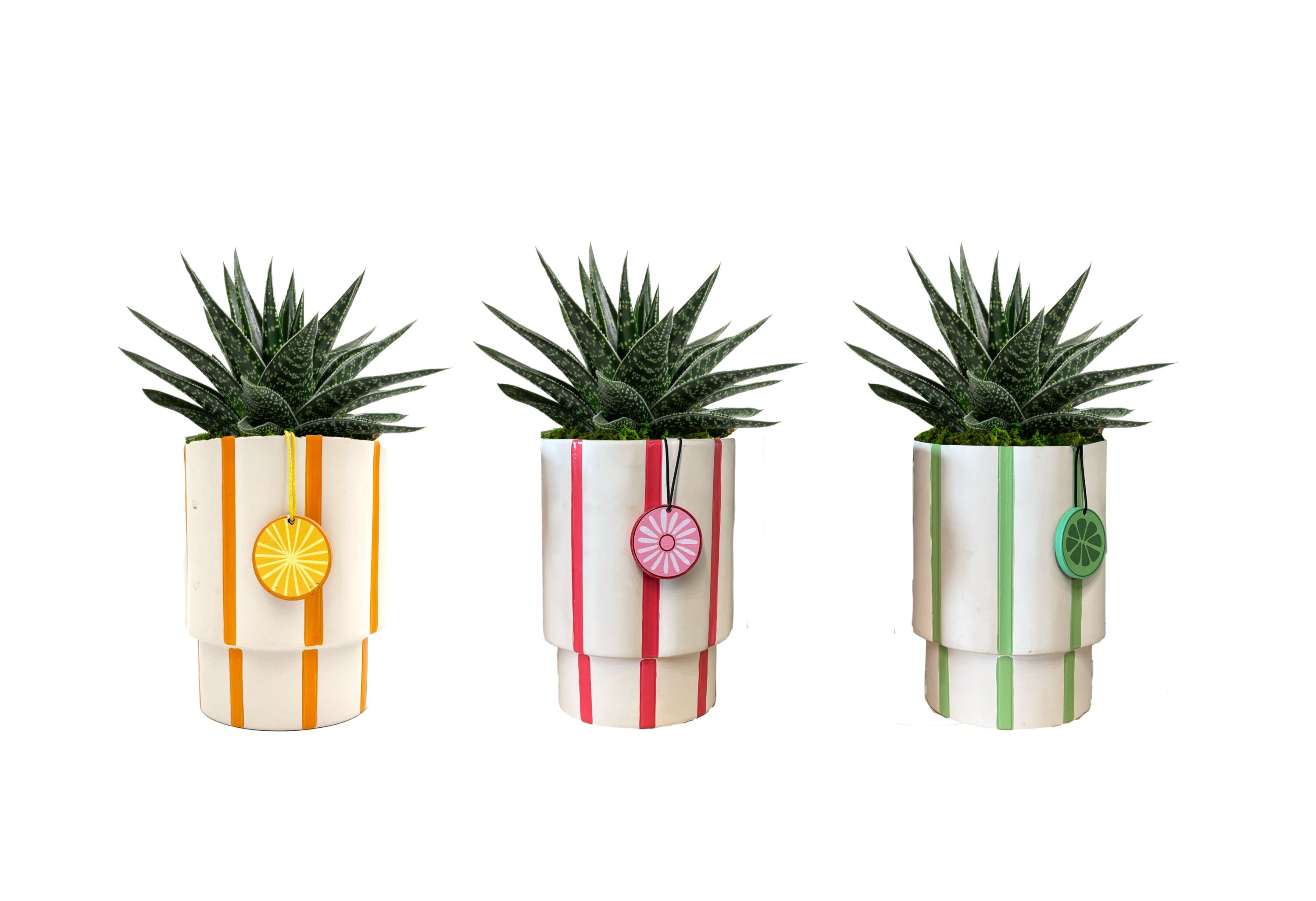 LiveTrends HGD02467 SUCCULENT DRINK UP House plant in 12 Ounce(s) Pot 1 -Pack