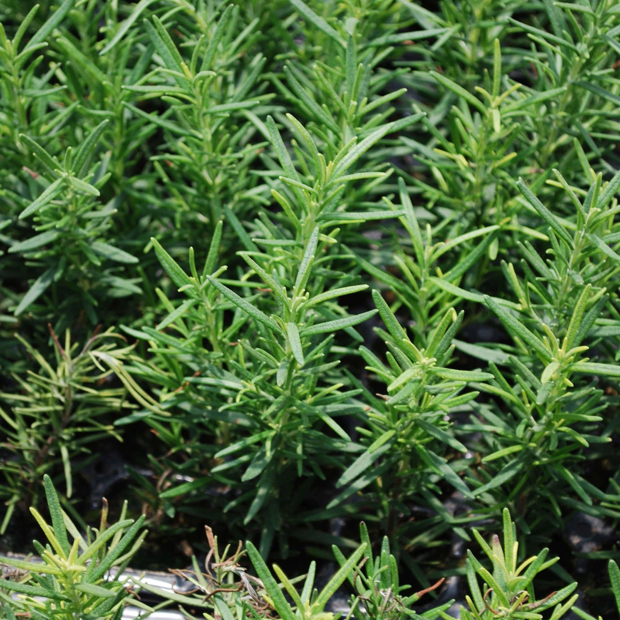 Bonnie Plants 207195 Herb-Plants - View #3
