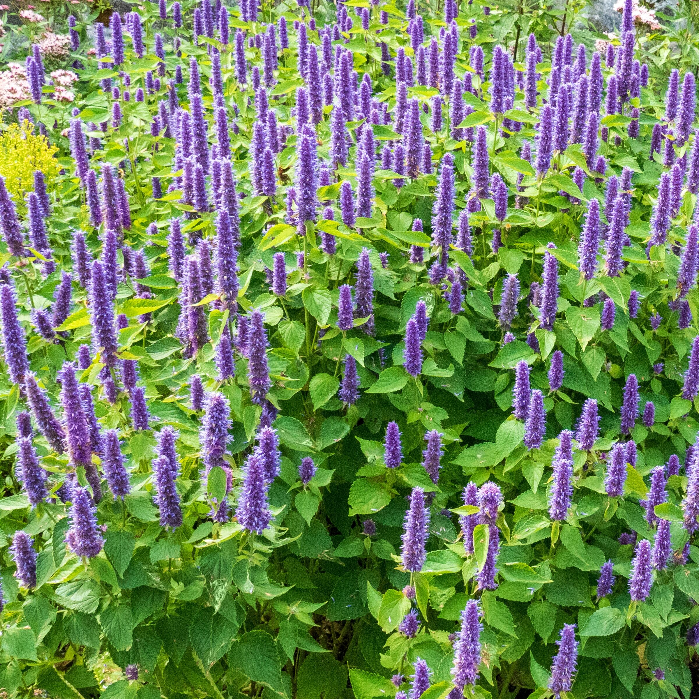 National Plant Network LW1514 perennials - View #3