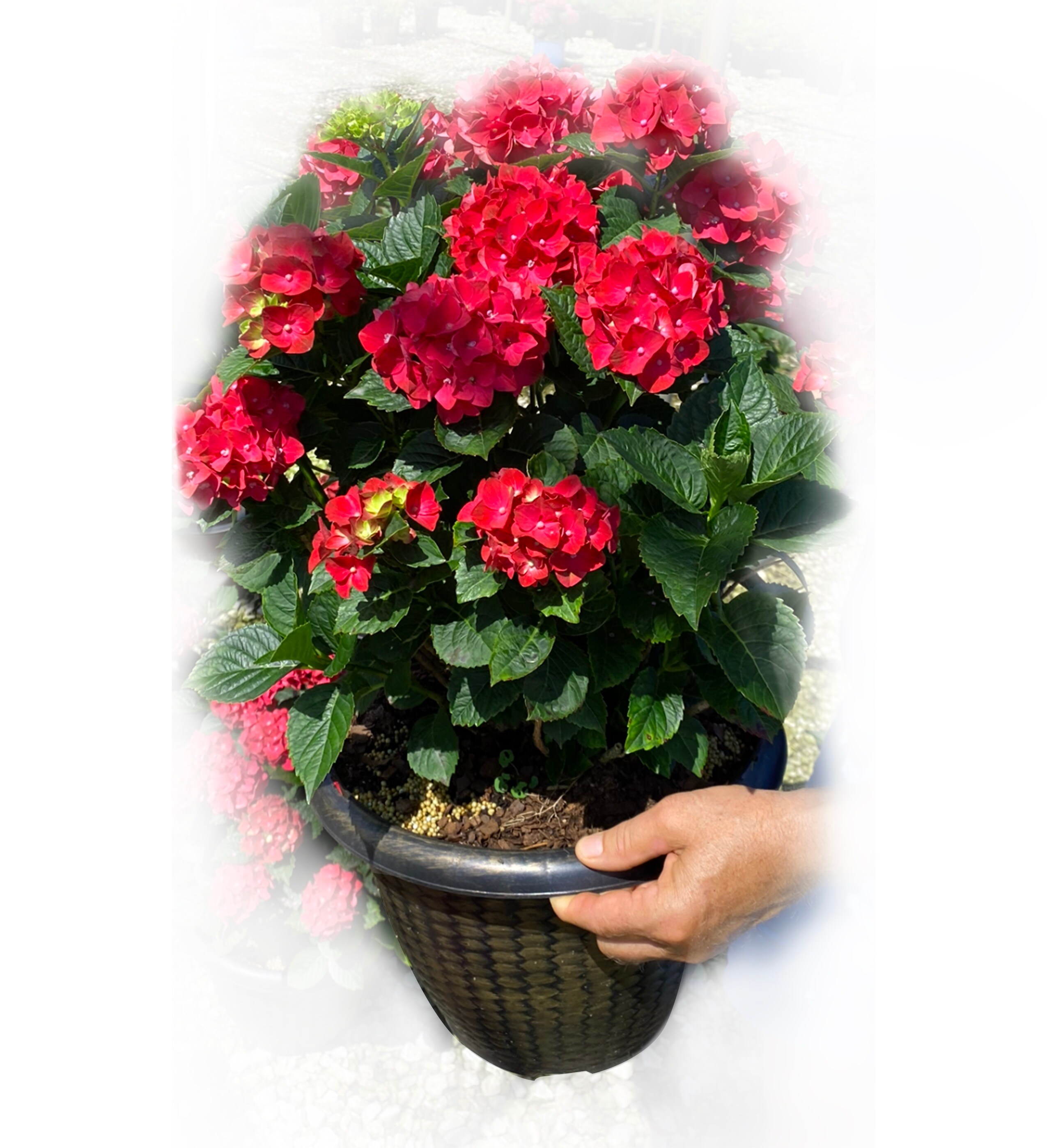 Southern Living Plant Collection 2759089 shrubs - View #3