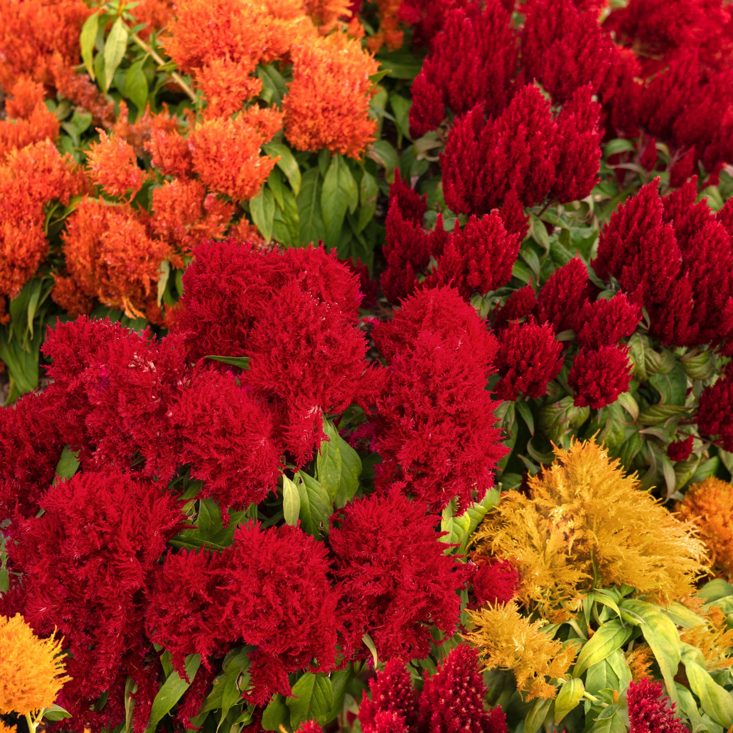 National Plant Network LW1974 Multicolor Celosia Uptown Funk Celosia Mix in 4-in Pot 3-Pack
