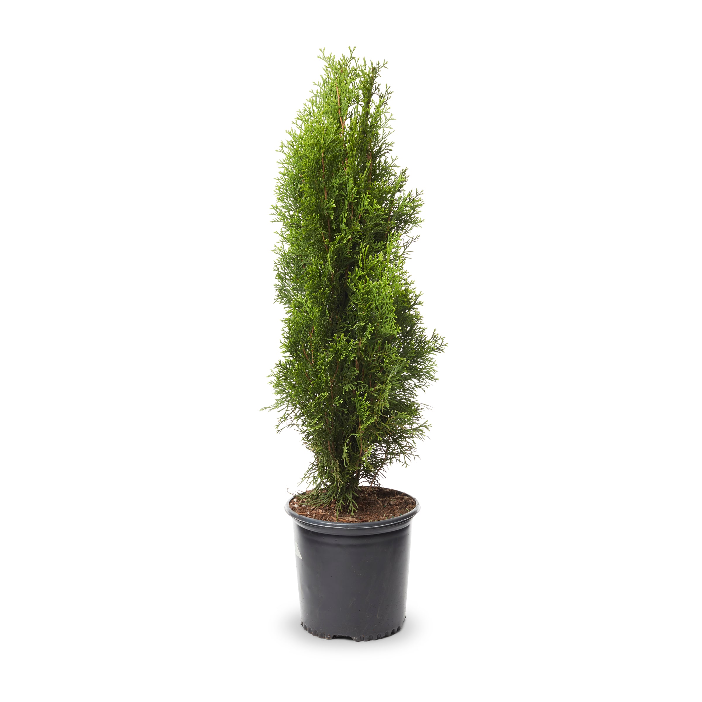 Lowe's NURSERY Emerald Green Arborvitae Screening Shrub in 1.5 -Gallon Pot 1.0 -Pack