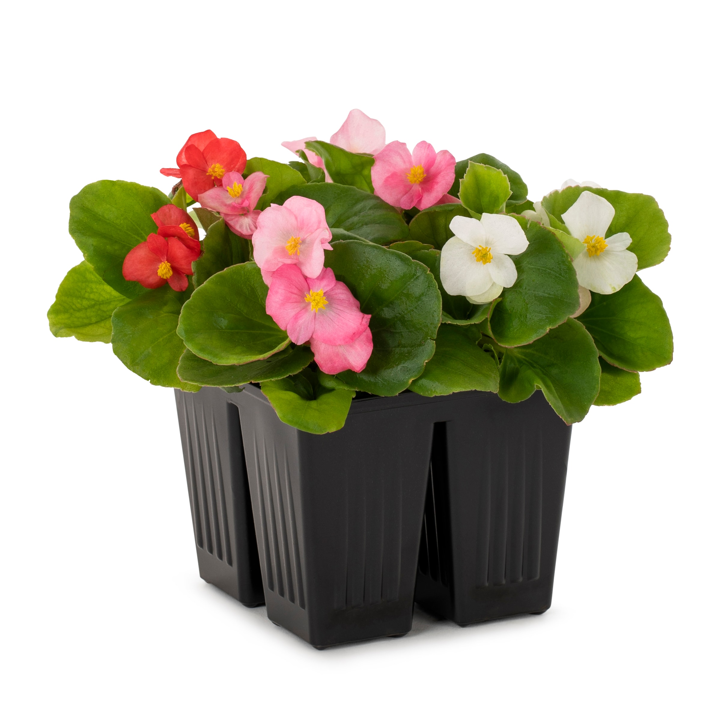 Lowe's Multicolor Begonia in 4-Pack Tray in the Annuals department at ...