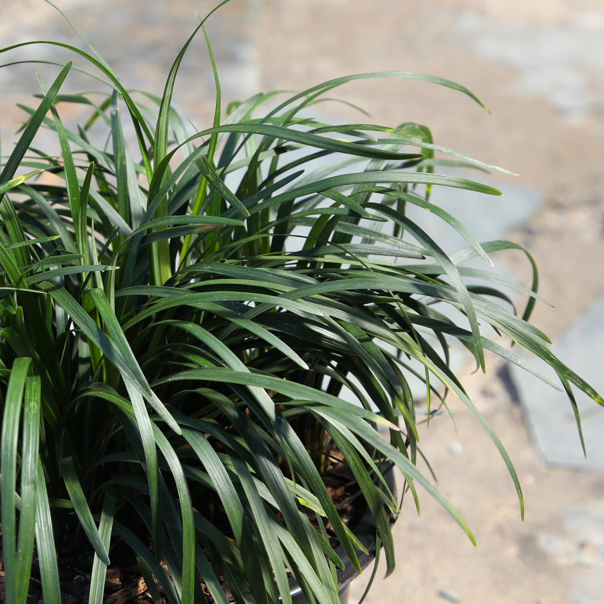 Altman Plants 0873144 Ornamental-Grasses - View #4