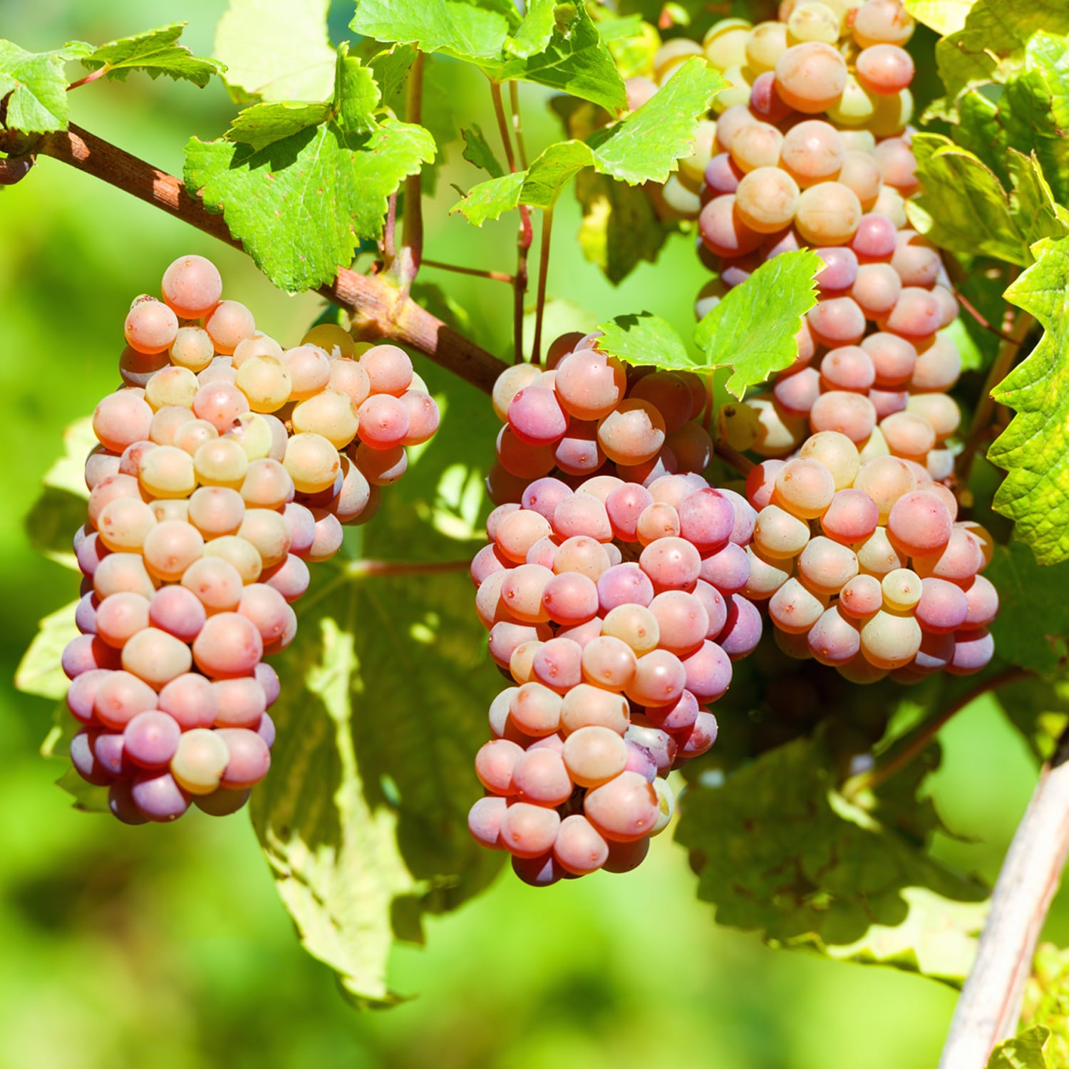 Van Zyverden 84566 1 Count Bareroot Grape