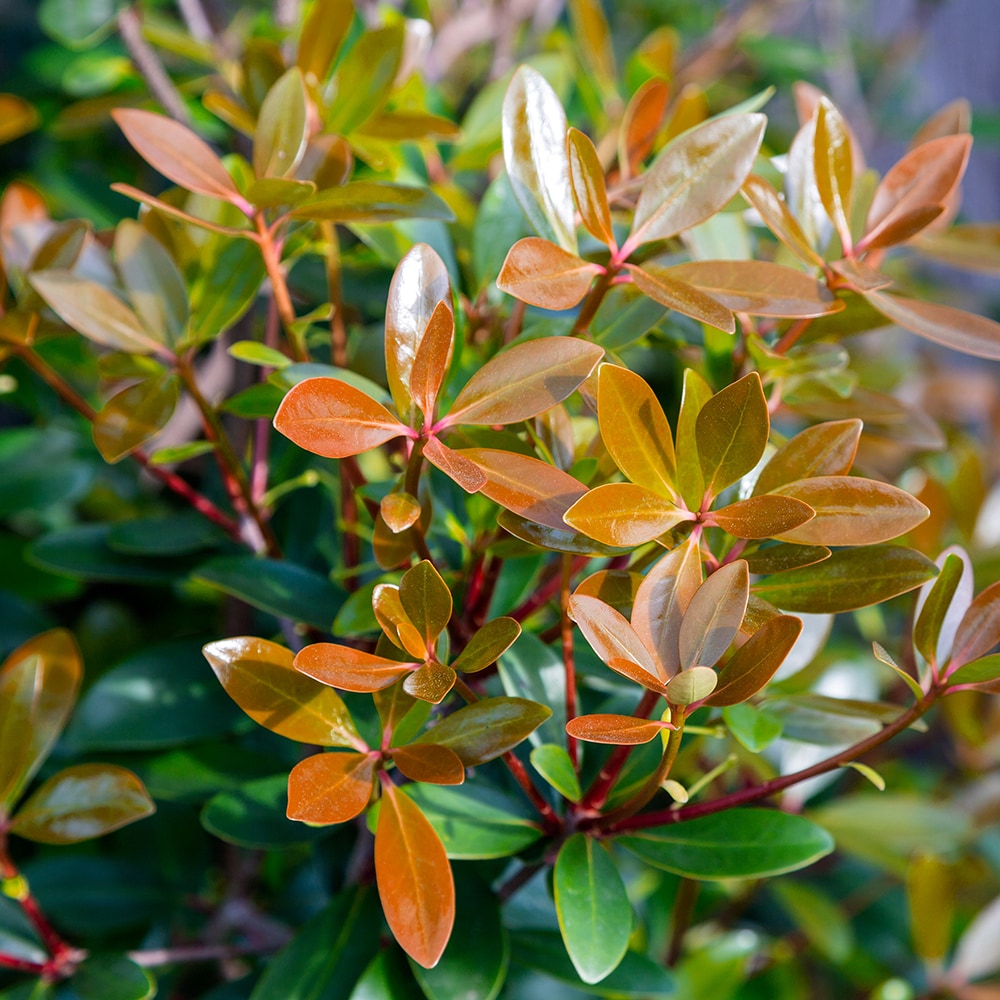 Southern Living Plant Collection 55043-1 shrubs - View #3