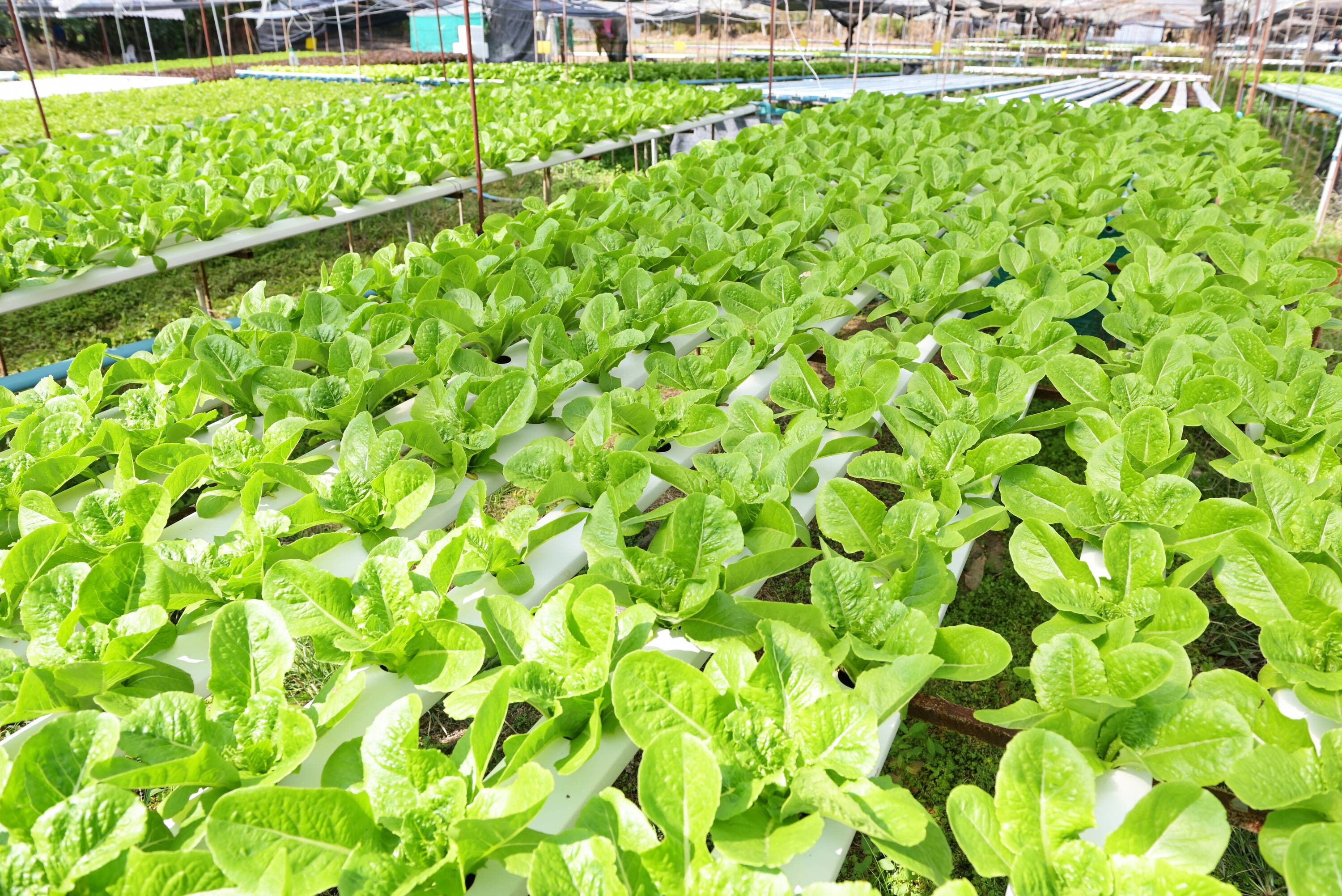 Genesis RSI-CDK24 Drip-Irrigation-Kits - View #6