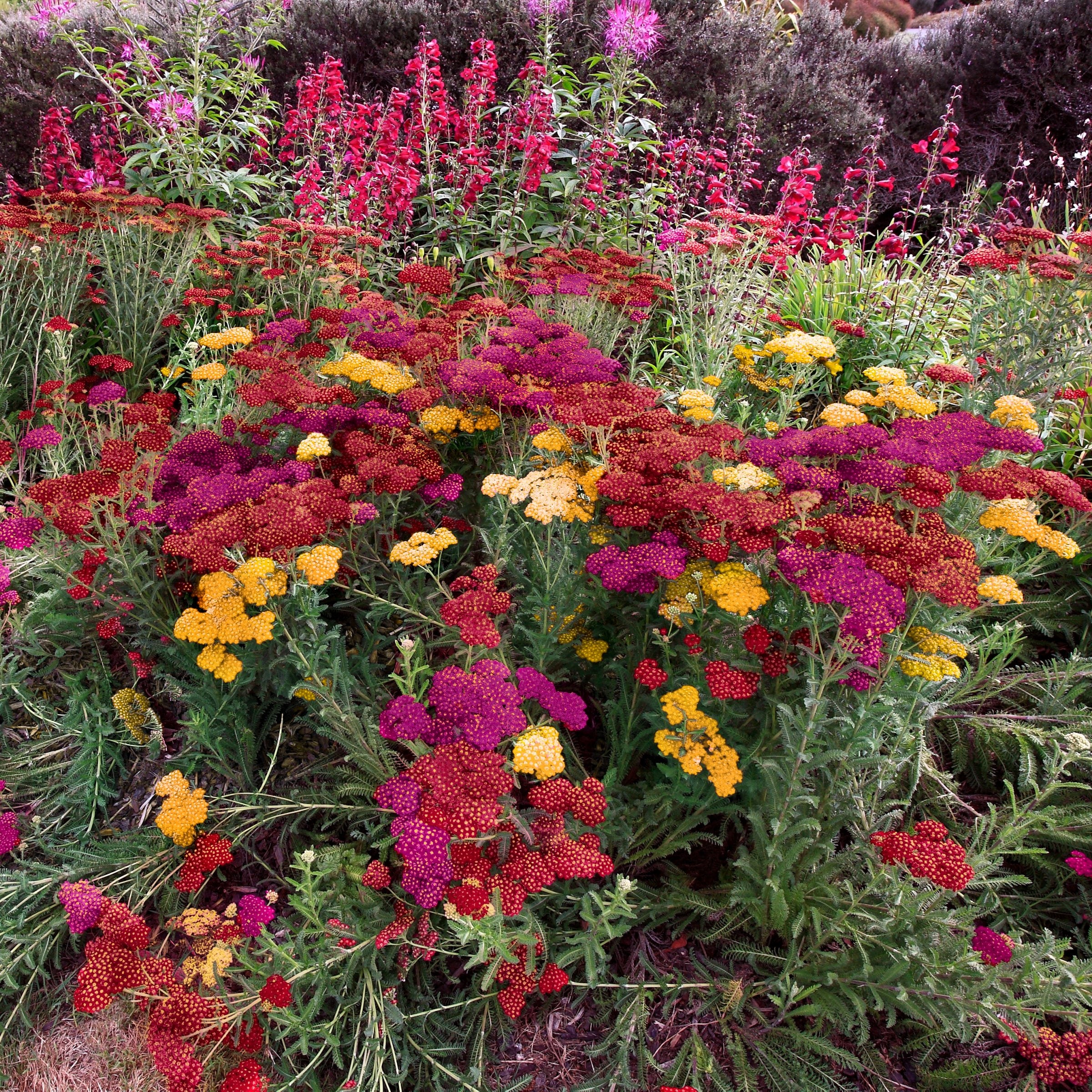 National Plant Network LW1951 Multicolor Achillea 3-N-1 Milly Rock Yarrow Plant in 4 -in Pot 3 -Pack
