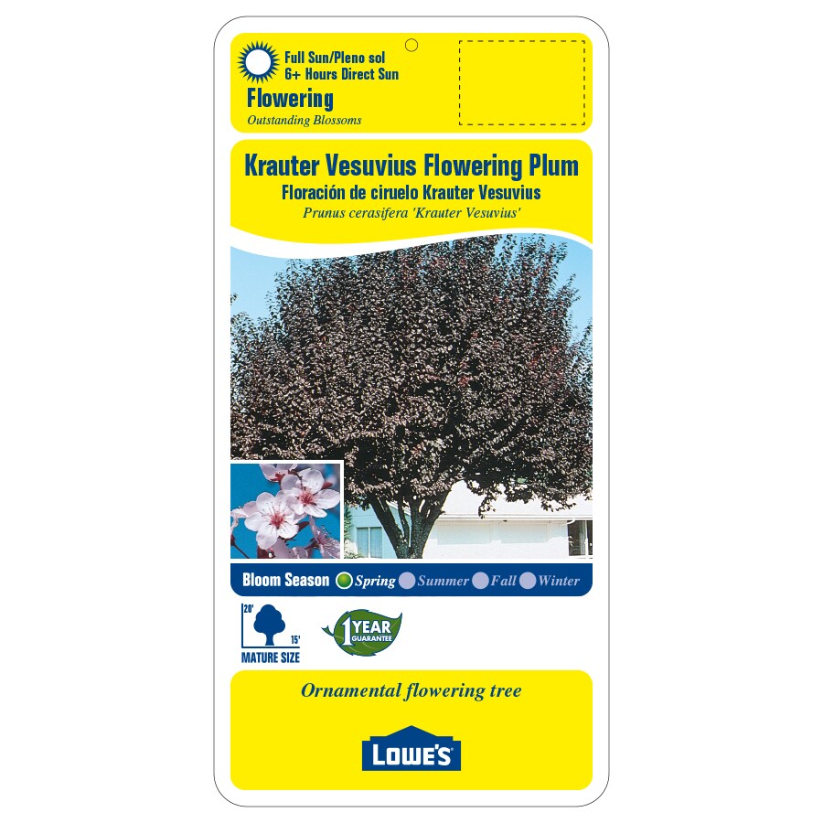 12.68-Gallon Pink Krauter Vesuvius Plum Flowering Tree in Pot (With ...