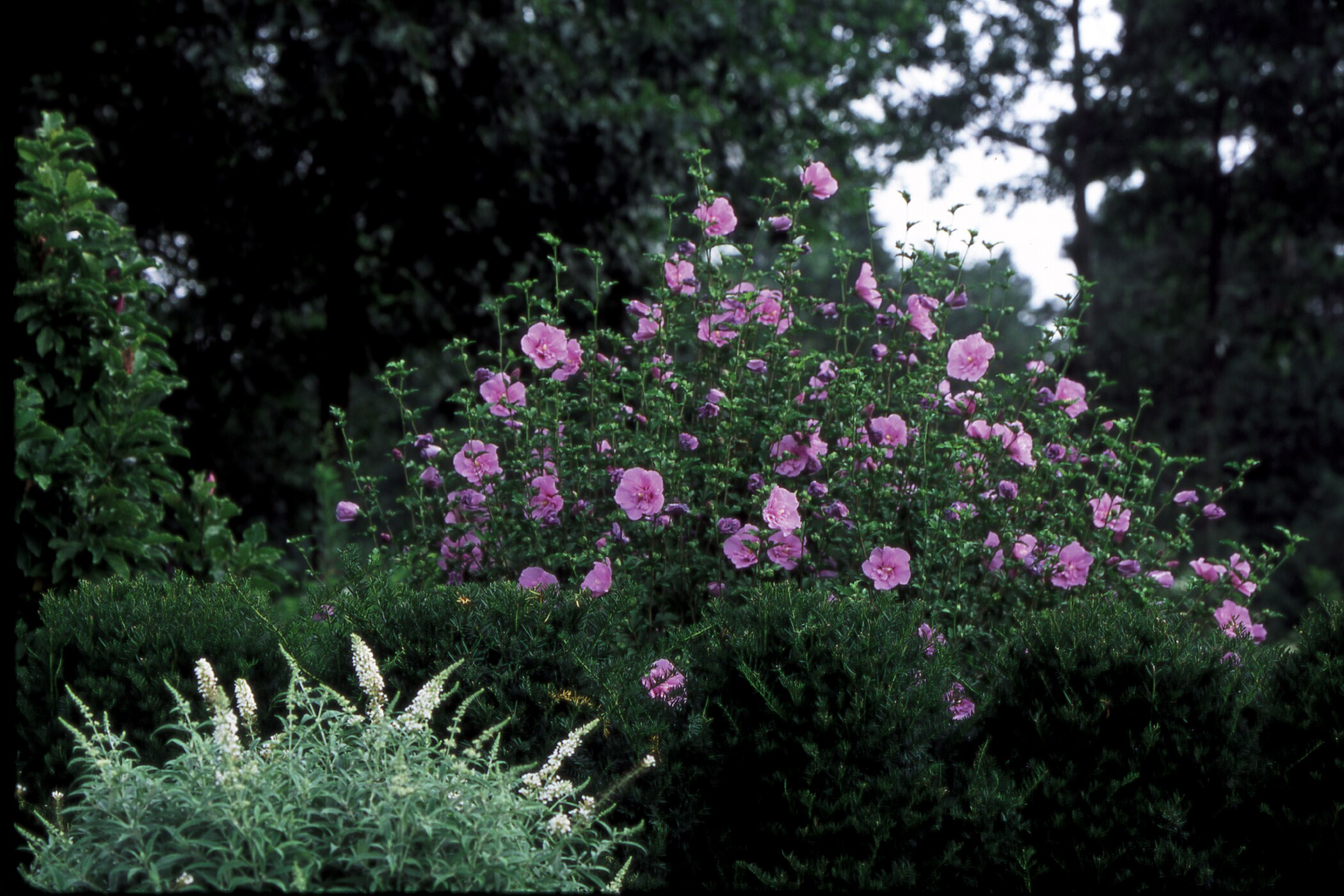 Proven Winner Lavender Chiffon Althea Flowering Shrub In 1 Gallon Pot