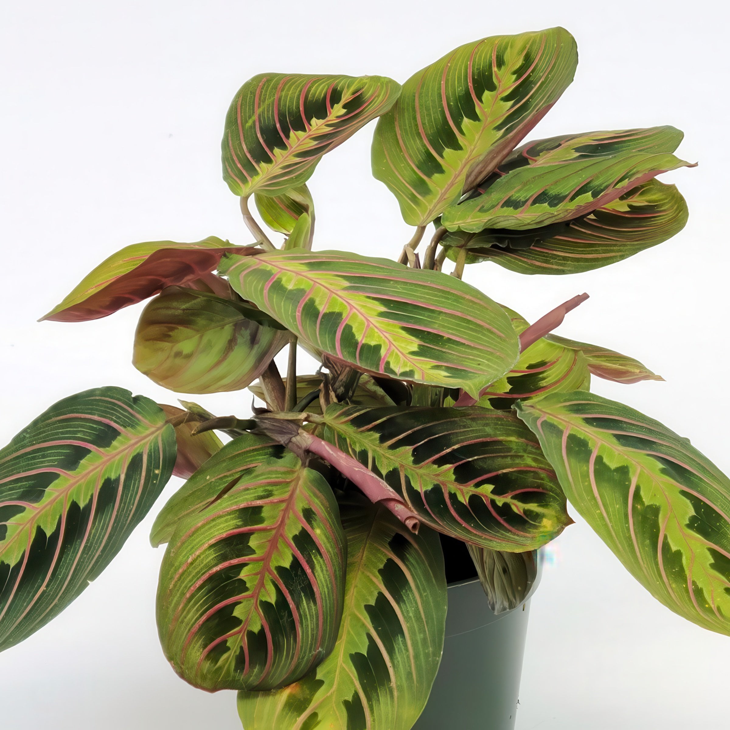 National Plant Network LW7694 hseplants - View #3