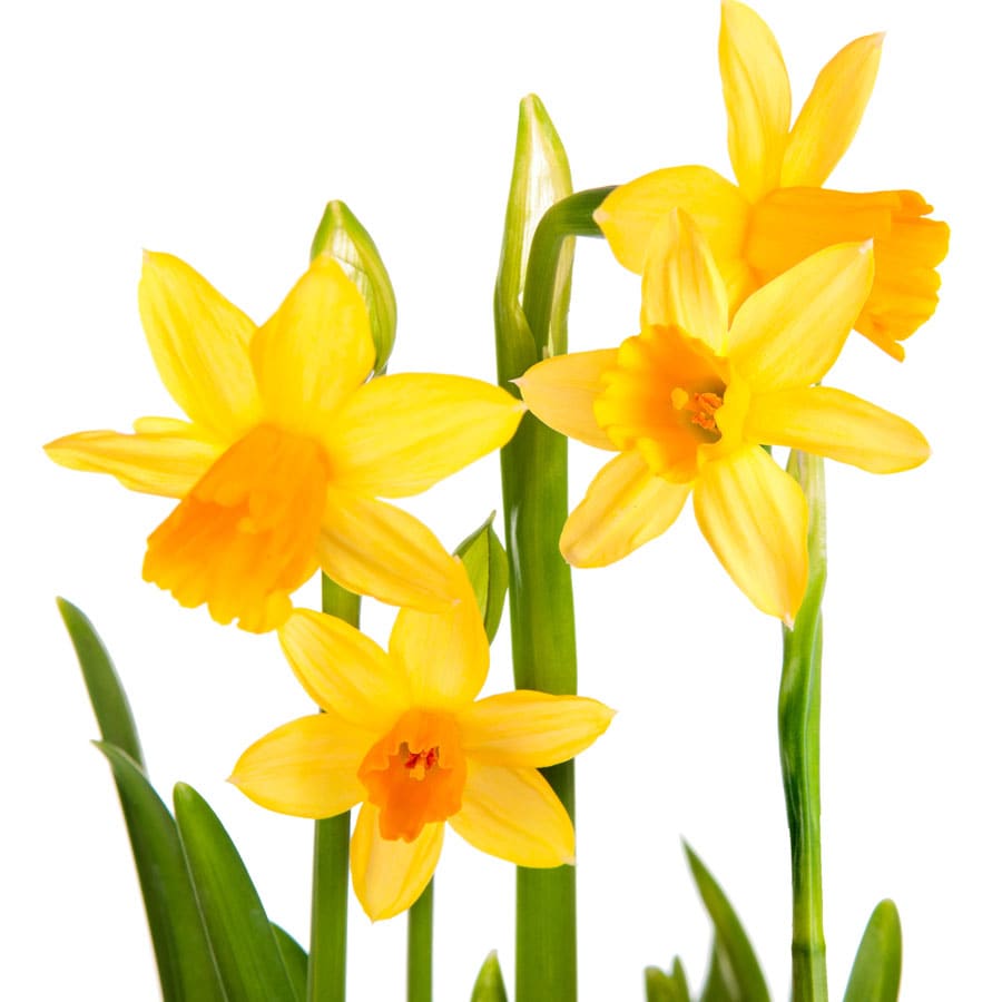 Lowe's 23087P Yellow Daffodil Jet Fire Bulbs 8-Count