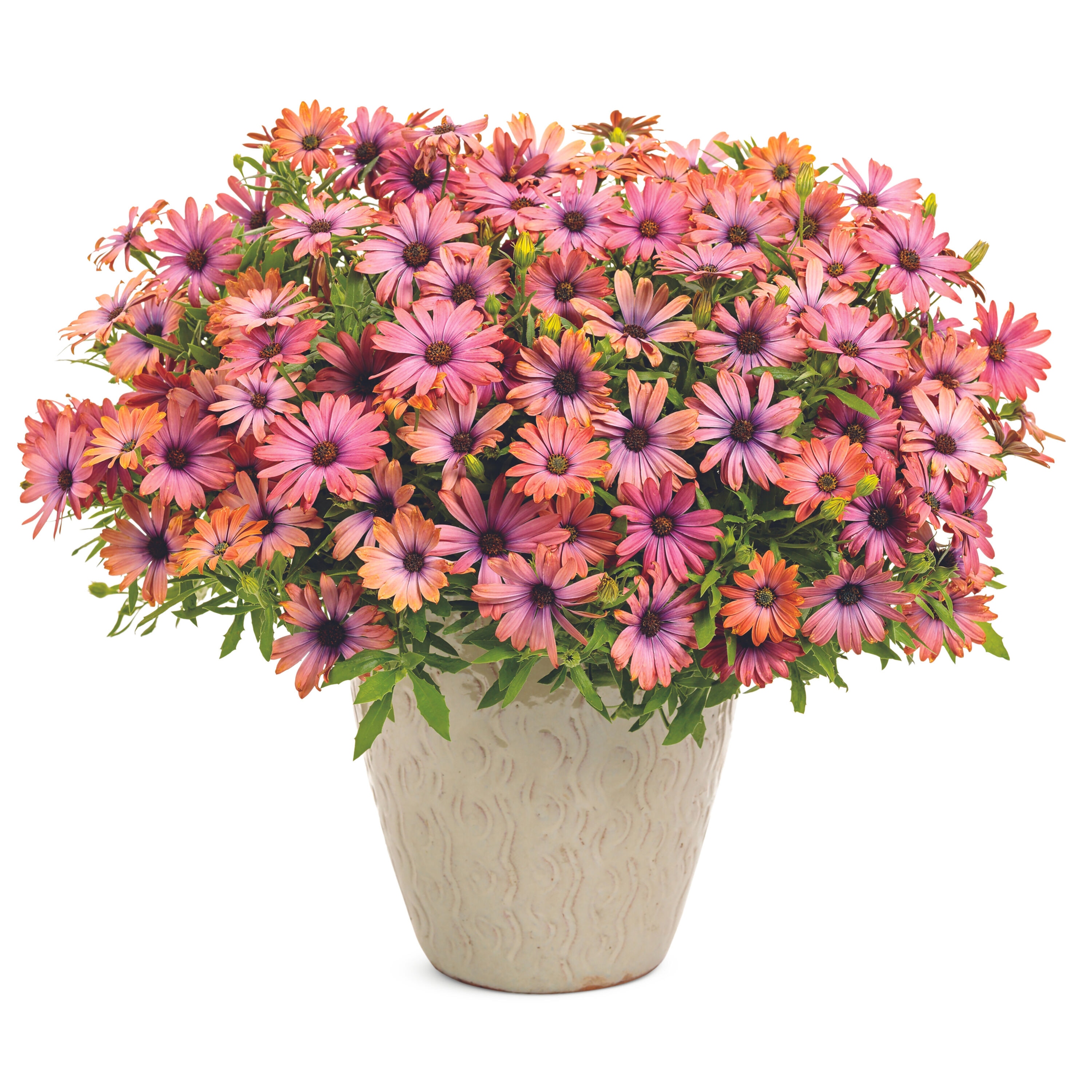 Proven Winners OSTPRW3007504 annuals - View #3