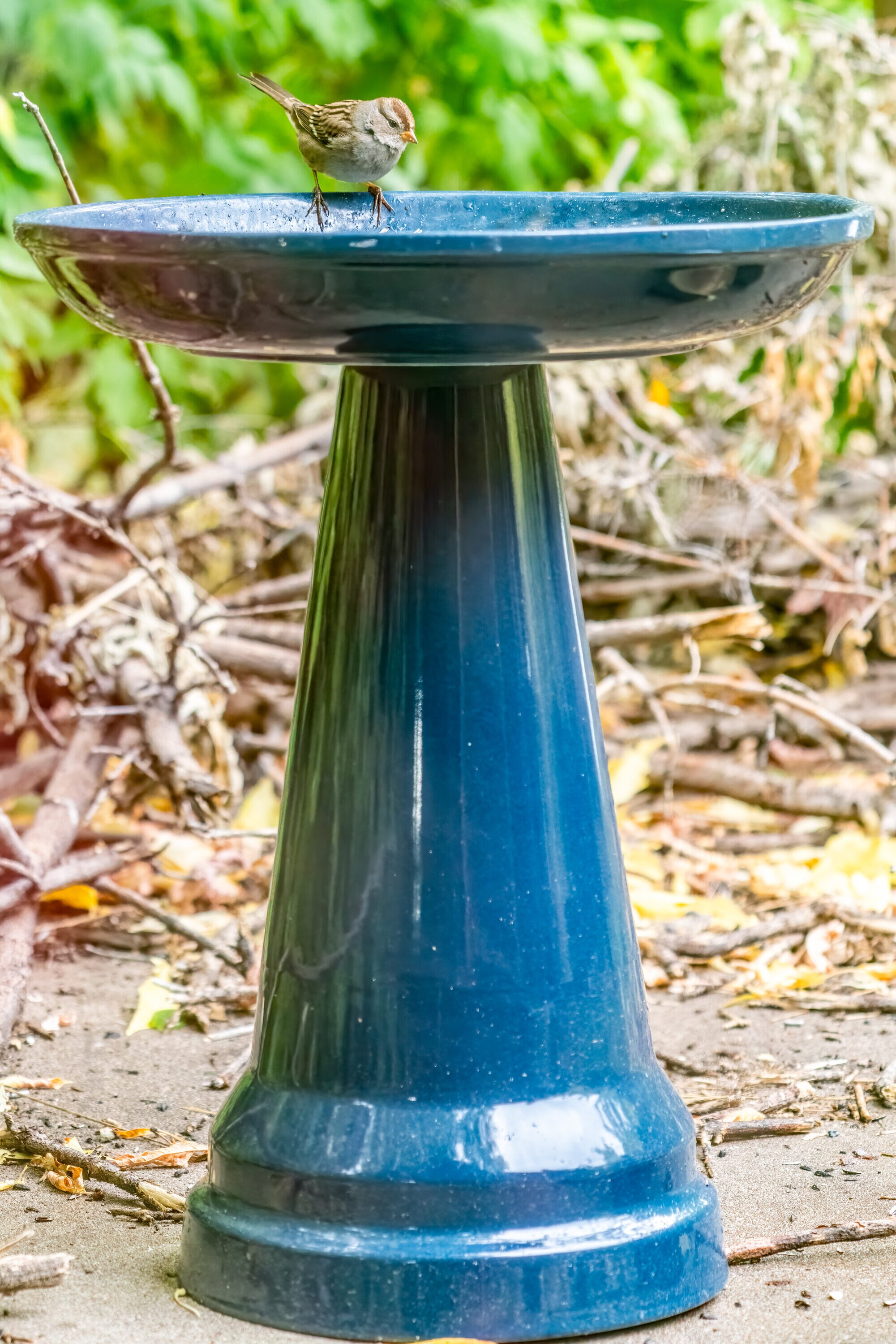 BIRDS CHOICE OS-MIDNIGHT BLUE birdbaths - View #13
