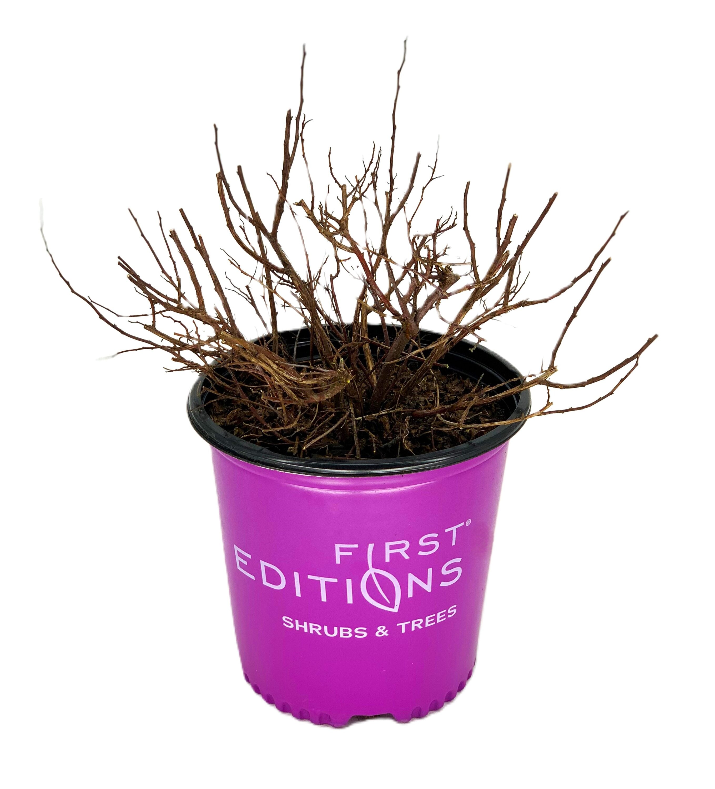 First Editions O85172F Spot On Spirea Flowering Shrub in 2 -Gallon Pot 1 -Pack