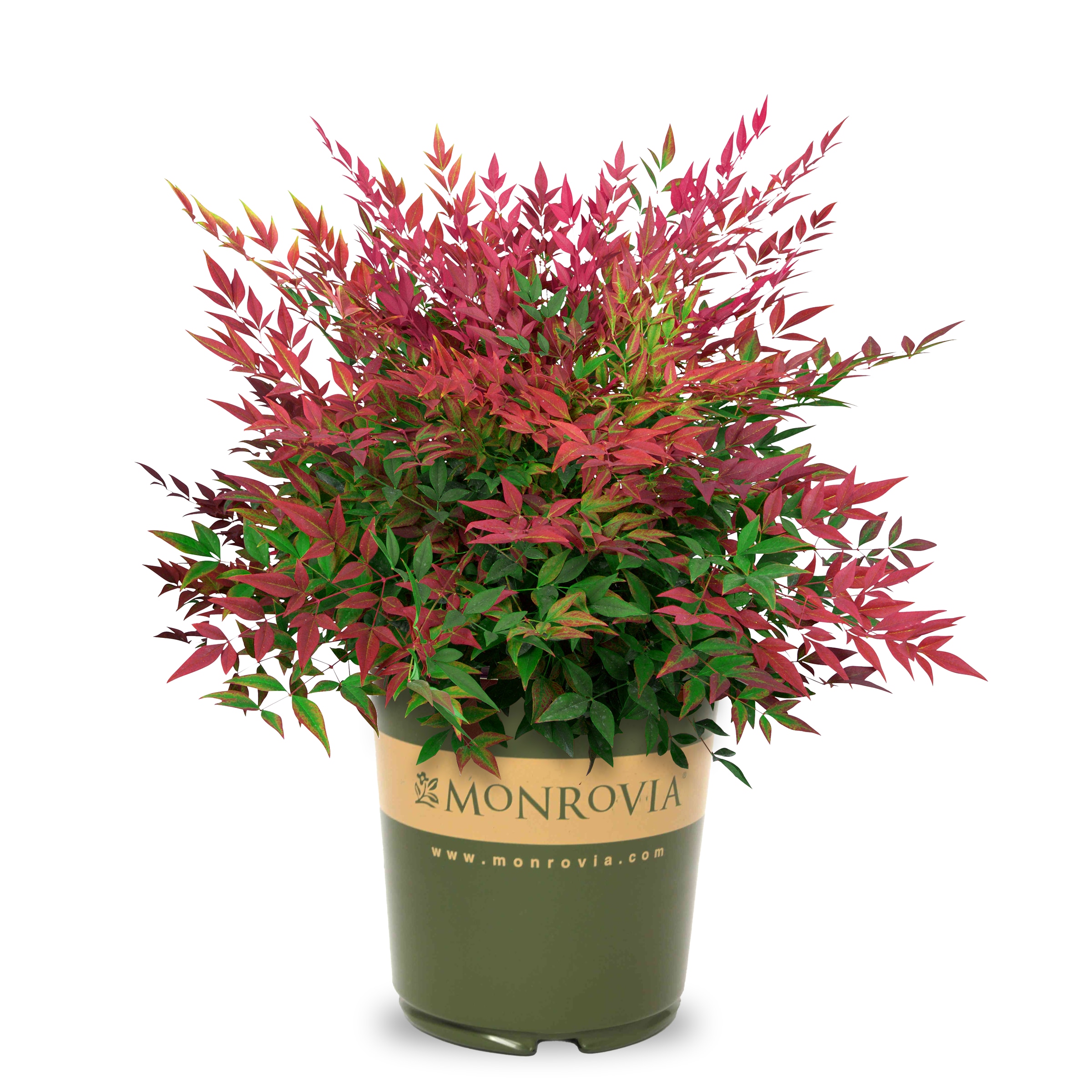 Monrovia 427192 Tuscan Flame Heavenly Bamboo Accent Shrub in 1.73 -Gallon Pot 1 -Pack